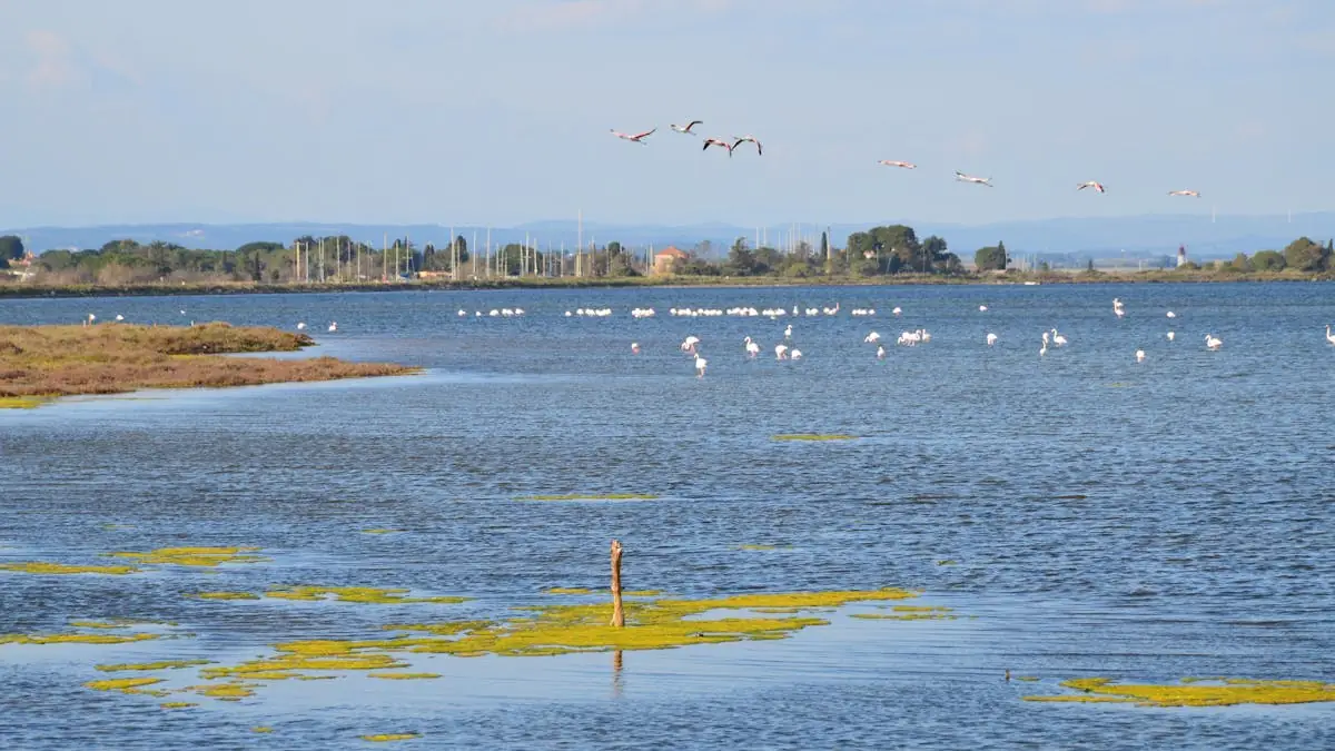 Fenicotteri in volo sulla laguna di Oristano