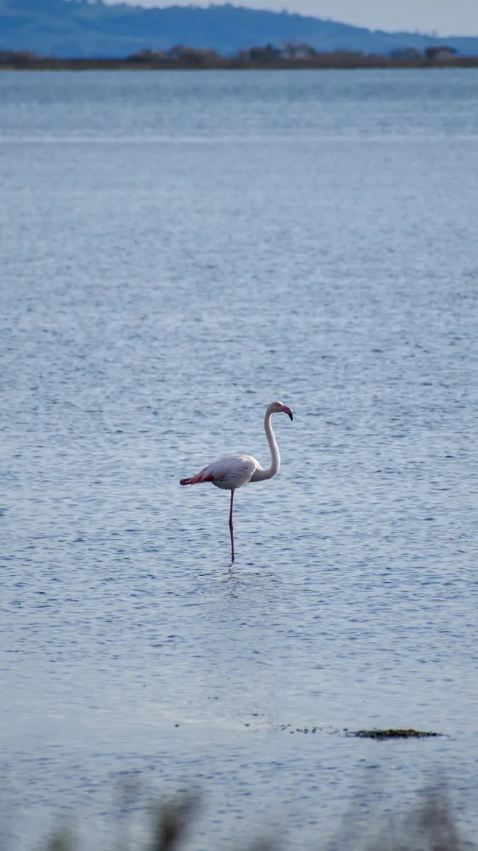 Fenicottero rosa: simbolo della laguna di Cabras